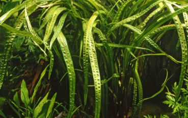 Cryptocoryne crispatula 1-2-Grow!